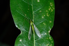 Chlorotipula