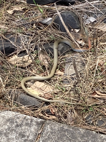 Yellow-faced Whipsnake sighting