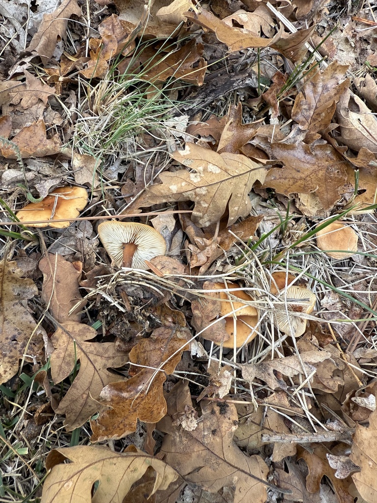 Gymnopus dryophilus · October 2025 · photo: © thehyphaemovement (iNaturalist, cc-by-nc)