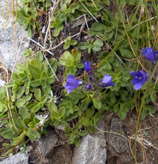 Veronica bellidioides