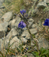 Veronica bellidioides
