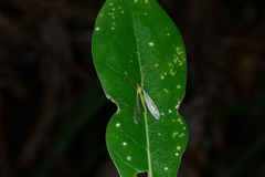 Chlorotipula