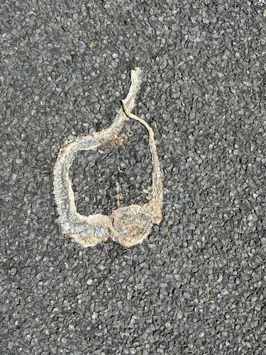 Eastern Brown Snake sighting