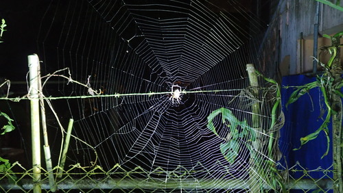 Eriophora fuliginea