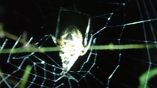 Eriophora fuliginea