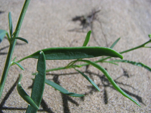 Smooth Goosefoot