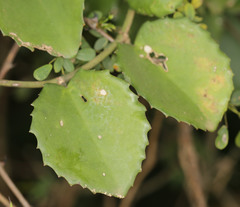 Cissus rotundifolia rotundifolia