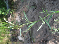 Chenopodium subglabrum