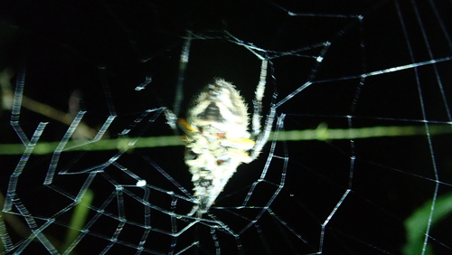 Eriophora fuliginea