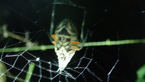 Eriophora fuliginea