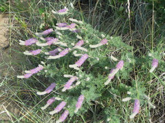 Dalea villosa villosa
