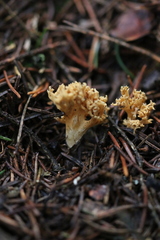 Phaeoclavulina flaccida