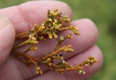 Thesium pseudovirgatum