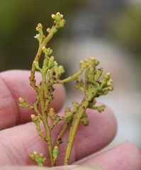 Thesium pseudovirgatum