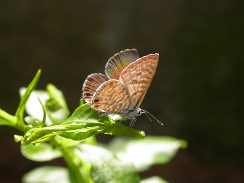 Lang's Short-tailed Blue
