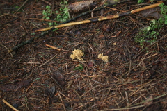 Phaeoclavulina flaccida