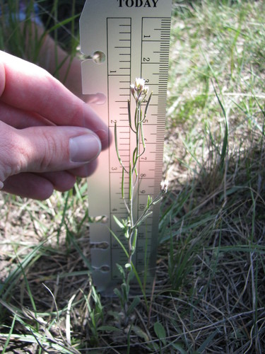 rod halimolobos (Halimolobos virgata)