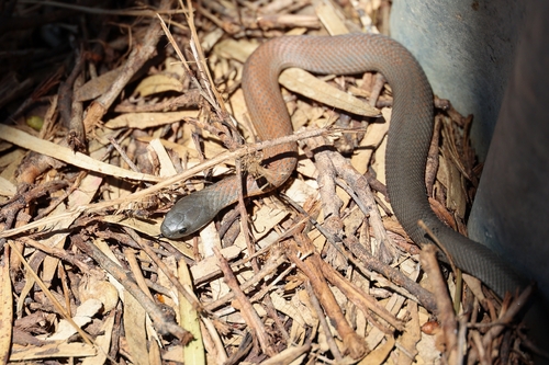 Tiger Snake sighting