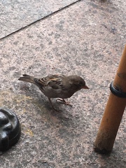 Passer domesticus