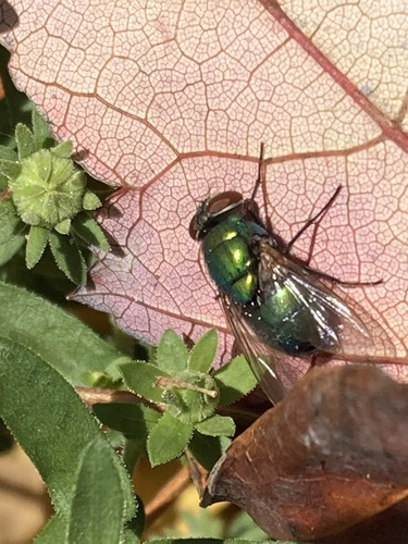 Unknown species found near Jones Mill Rd, Chevy Chase, MD, US