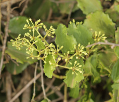 Cissus rotundifolia rotundifolia