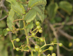 Cissus rotundifolia rotundifolia