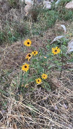 Rudbeckia