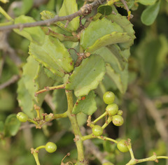 Cissus rotundifolia rotundifolia