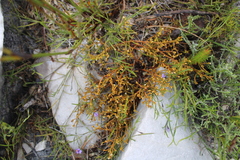 Thesium pseudovirgatum