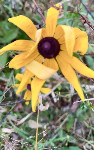 Rudbeckia