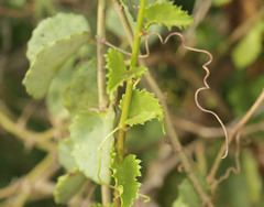 Cissus rotundifolia rotundifolia