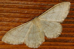 Idaea deversaria