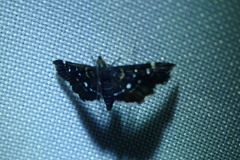 Nomophilini