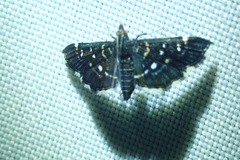 Nomophilini