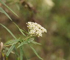 Ozothamnus ferrugineus
