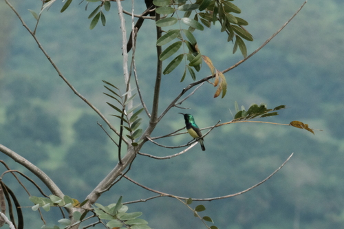 Variable Sunbird