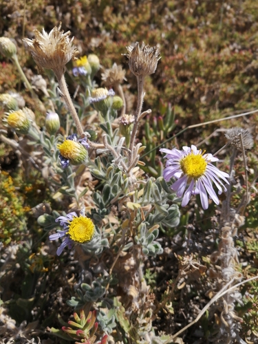 Cape Stella (Amellus capensis)