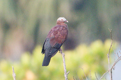 Pale-Capped Pigeon photo 2