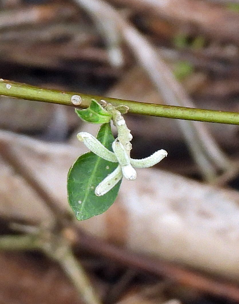 Jacaratia hassleriana Chodat