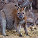 Bennett's Wallaby - Photo (c) Michael Hains, some rights reserved (CC BY-NC), uploaded by Michael Hains