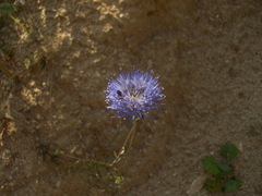 Jasione heldreichii
