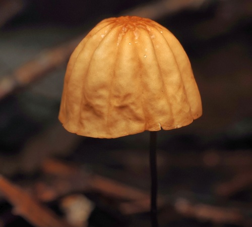 Marasmius siccus