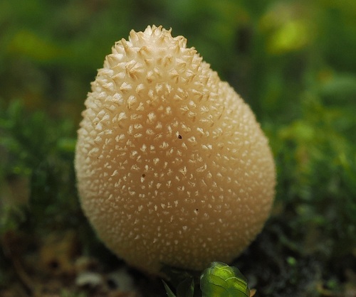 Bryoperdon acuminatum