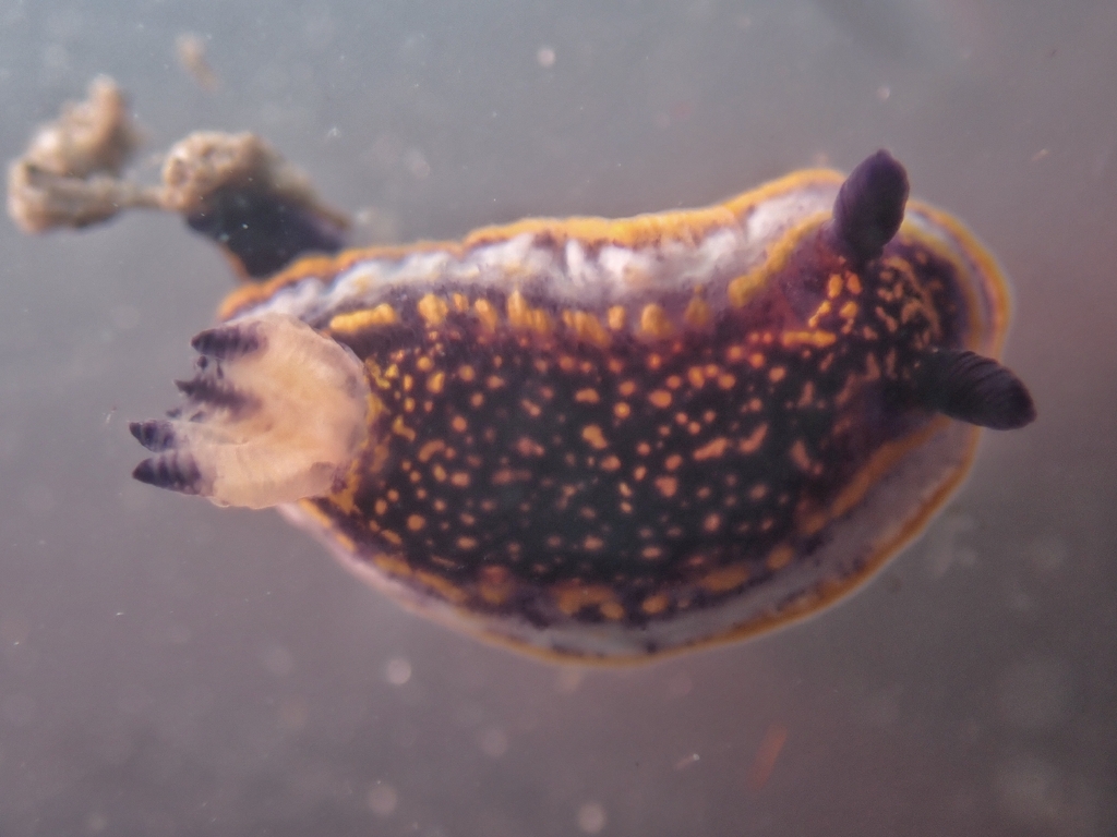 Mexichromis tura