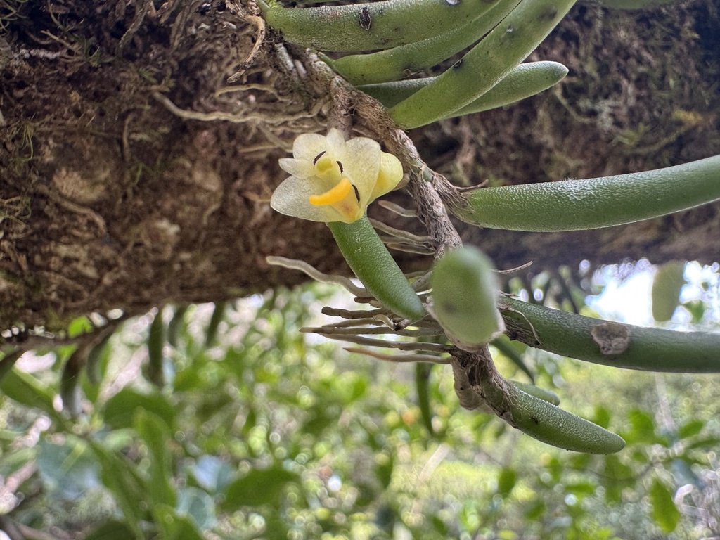 Dendrobium lichenastrum (F.Muell.) Rolfe 2
