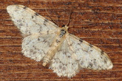 Idaea contiguaria