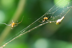 Argyrodes flavescens