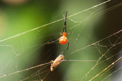 Argyrodes flavescens