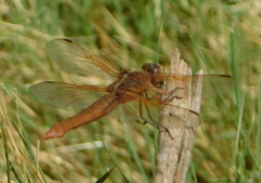 Libellula saturata