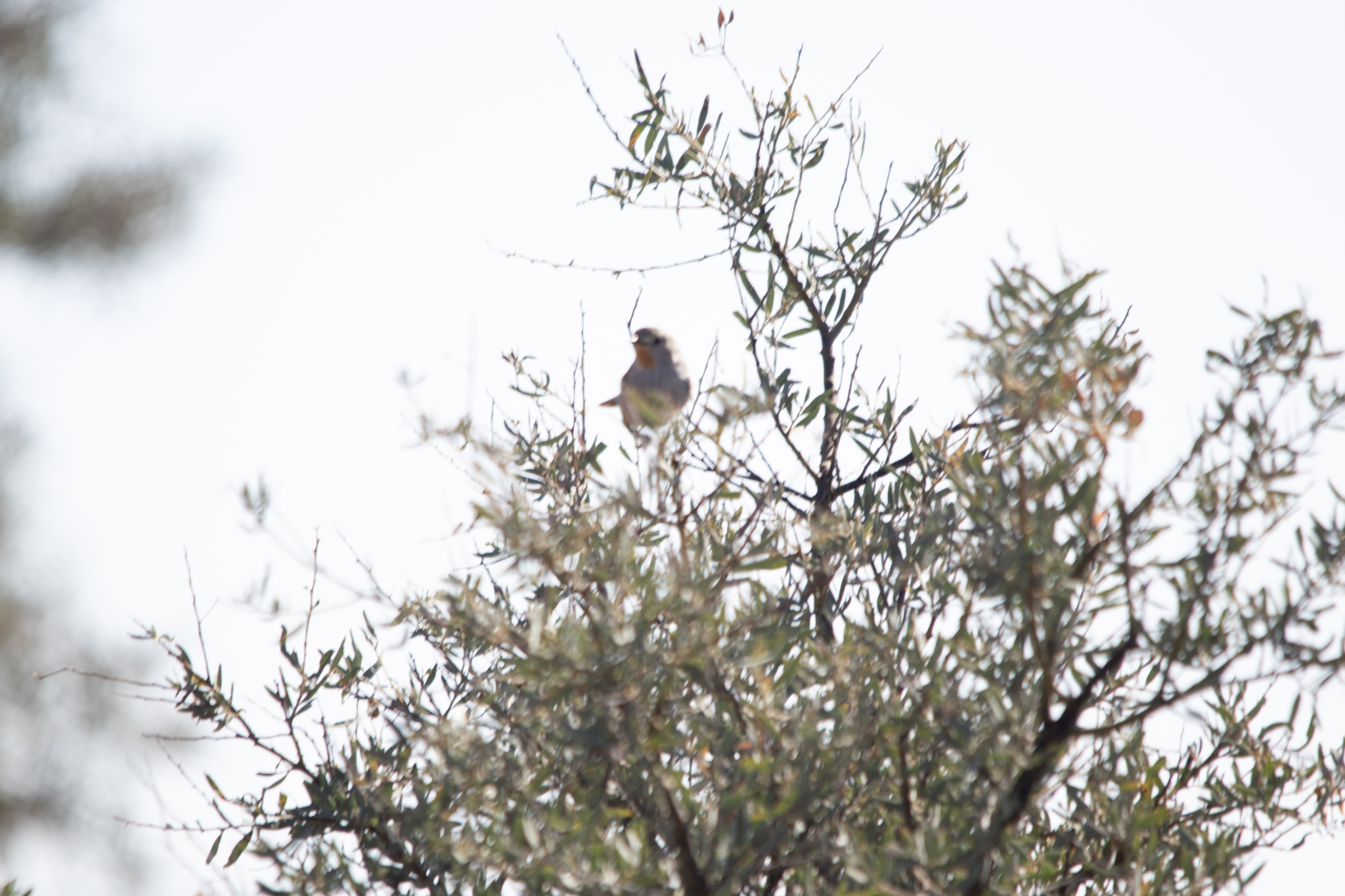 Redthroat (Pyrrholaemus brunneus), photo 1